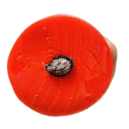 ɳ��������(�й�)�ٷ���վ -APP����